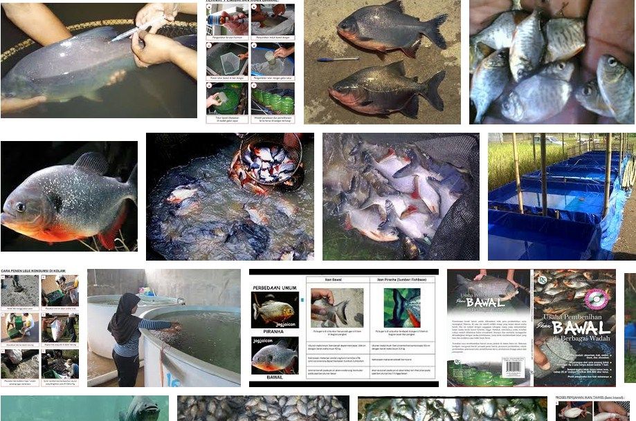 Pembenihan Ikan Bawal di Desa Cikoneng: Inovasi dan Peluang Bisnis