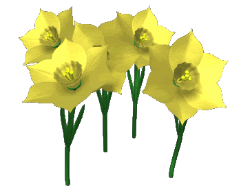 Animowane kwiaty: Animowane kwiaty - narcyze , żonkile