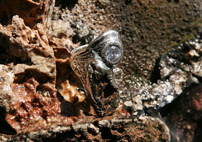 meteorite ring with diamond by alex streeter