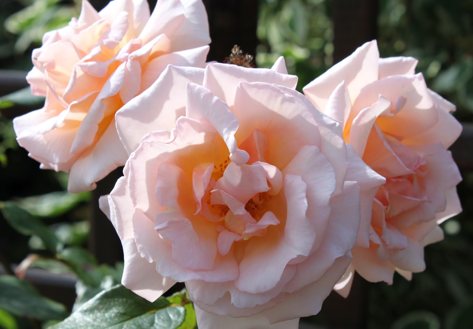 La Vie en Rose Smell the Roses