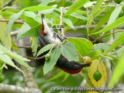 Scarlet-backed Flowerpecker (Dicaeum cruentatum)