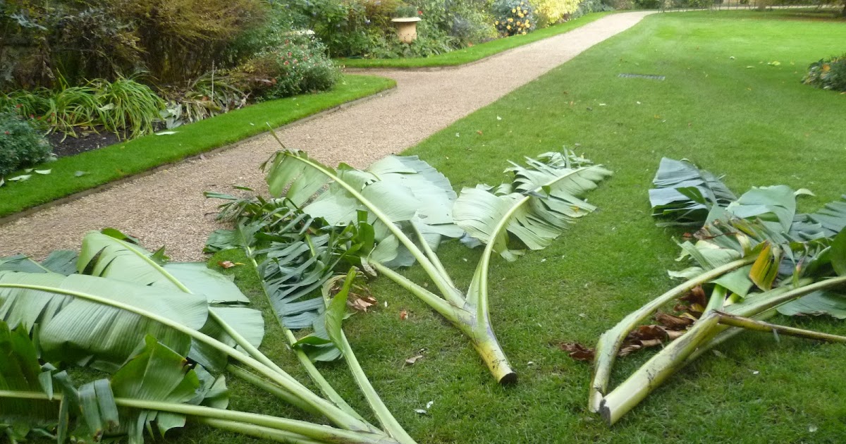 Worcester College Gardeners 20092018 Winter Protection For The Banana Plants