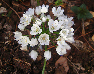 Ajo blanco (Allium neapolitanum) flor silvestre blanca