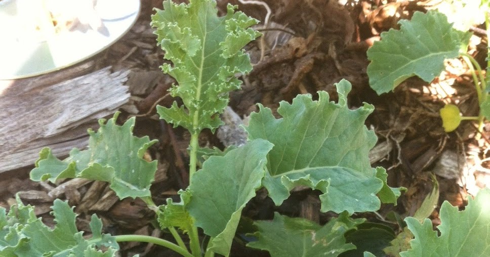 WashingtonGardener Kale You Can Grow That!