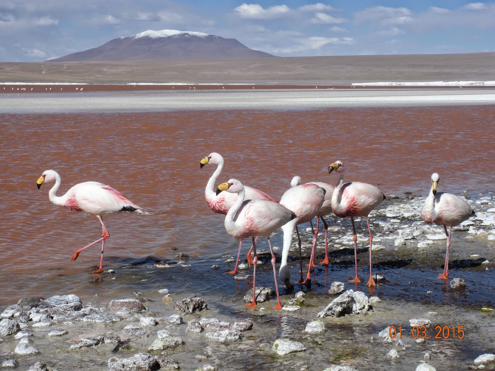 Atacama - Blogs de Bolivia - Hacia el desierto de Atacama (6)