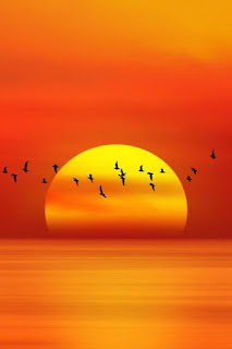 migrecion-de-aves-en-una-puesta-de-sol