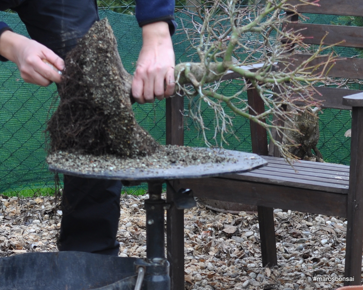 Maros Bonsai Blog Acer palmatum repotting