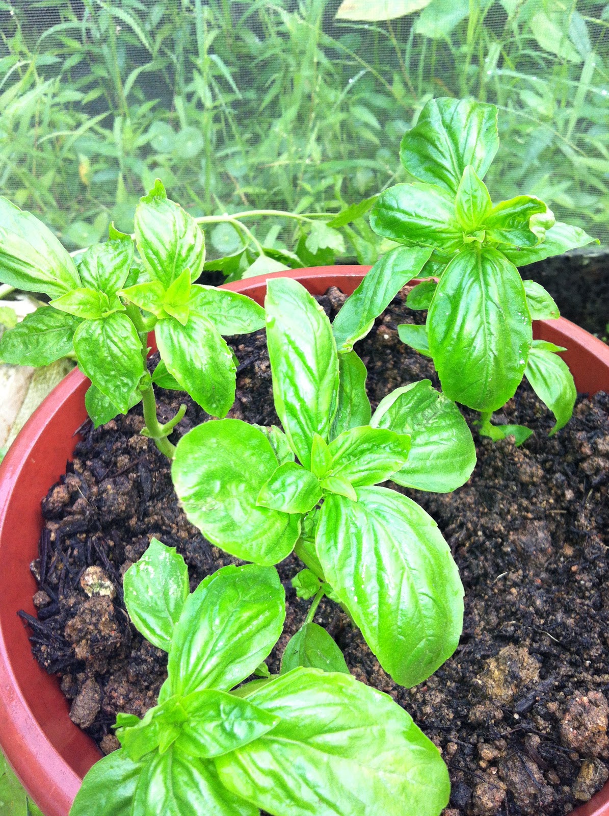 Herbs Planting Sweet Basil