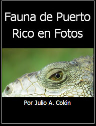 Fauna de Puerto Rico en Fotos