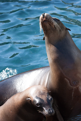 Seals - Sea World Dr - Orlando FL - a.d. elliott
