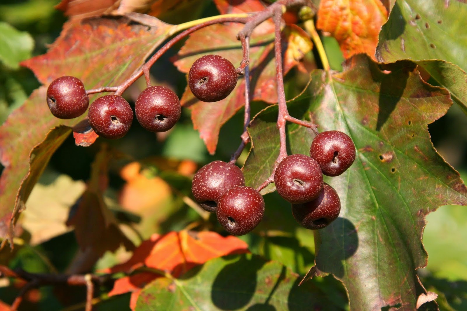 Trees Sorbus Torminalis Wild Service Tree
