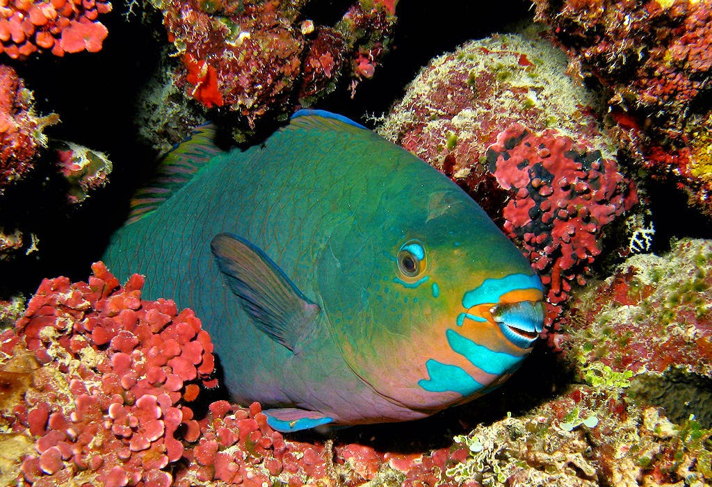 Pesce Con Due Occhi Sullo Stesso Lato
