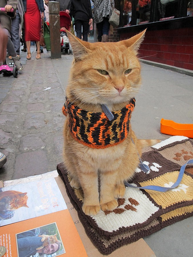 Pocos volatilidad enlazar Husmeando por la red: Bob, el gato callejero que cambió la vida a un músico de  la calle.
