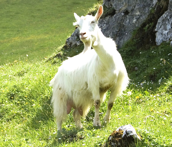 appenzell goat, appenzell goats, about appenzell goat, appenzell goat breed, appenzell goat behavior, appenzell goat breed info, appenzell goat breeders, appenzell goat color, appenzell goat characteristics, appenzell goat coat color, appenzell goat color varieties, appenzell goat facts, appenzell goat for meat, appenzell goat for milk, appenzell goat farms, appenzell goat farming, appenzell goat history, appenzell goat hair, appenzell goat horns, appenzell goat info, appenzell goat information, appenzell goat images, appenzell goat meat, appenzell goat milk, appenzell goat milk production, appenzell goat origin, appenzell goat pictures, appenzell goat photos, appenzell goat rarity, raising appenzell goats, appenzell goat size, appenzell goat temperament, appenzell goat uses, appenzell goat variety, appenzell goat varieties, appenzell goat weight