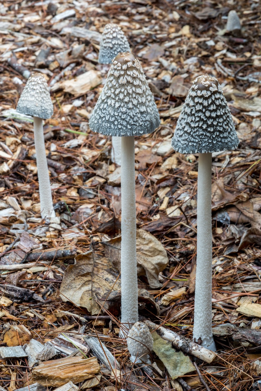 The 3 Foragers Foraging for Wild, Natural, Organic Food Autumn