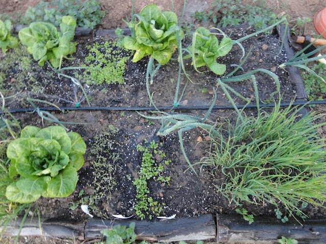 SEMILLERO AL AIRE LIBRE EN FEBRERO