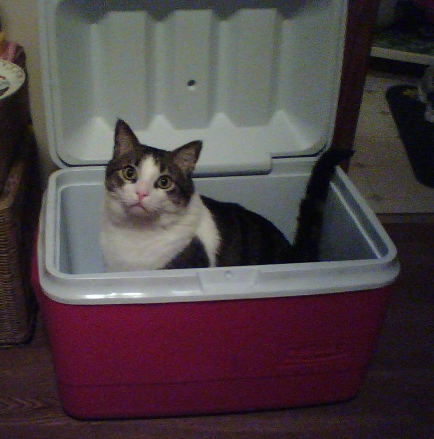 The Teacher's Pets 7 TipsTo keep Your Cats Cool This Summer