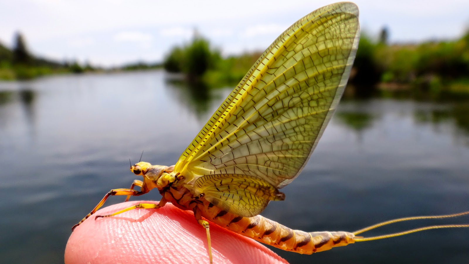 The Fly Syndicate Williamson River Some of Oregon's Finest Spring