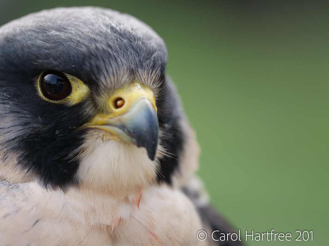 Wildlife Photography the Best Panasonic Cameras and Lenses Park