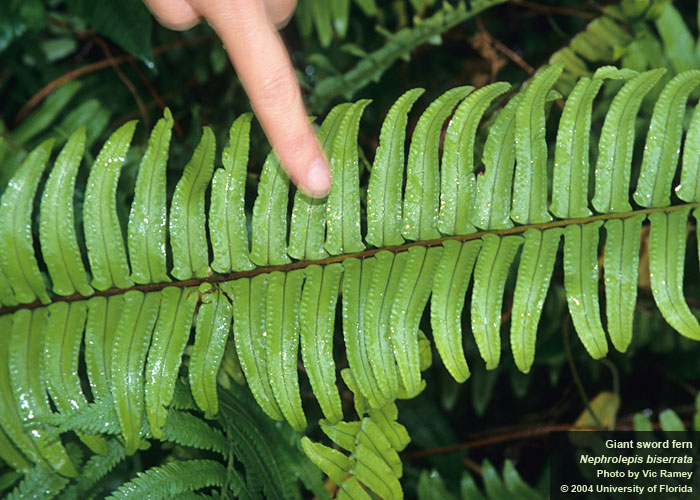Planting Pinellas Sword Fern Native or Not?