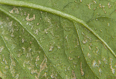 serangan thrips cabe