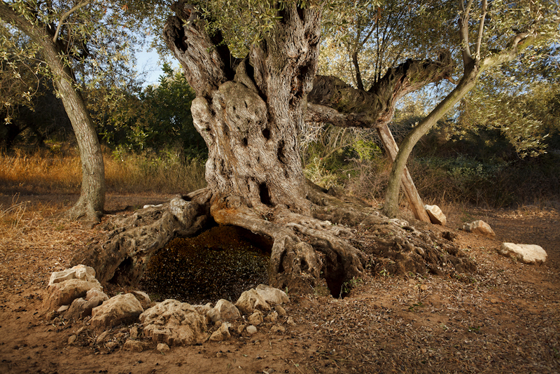 Olivos milenarios de la Taula del Sénia (Territorio del Sénia)