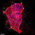 New microscope technology examines cells in even greater detail