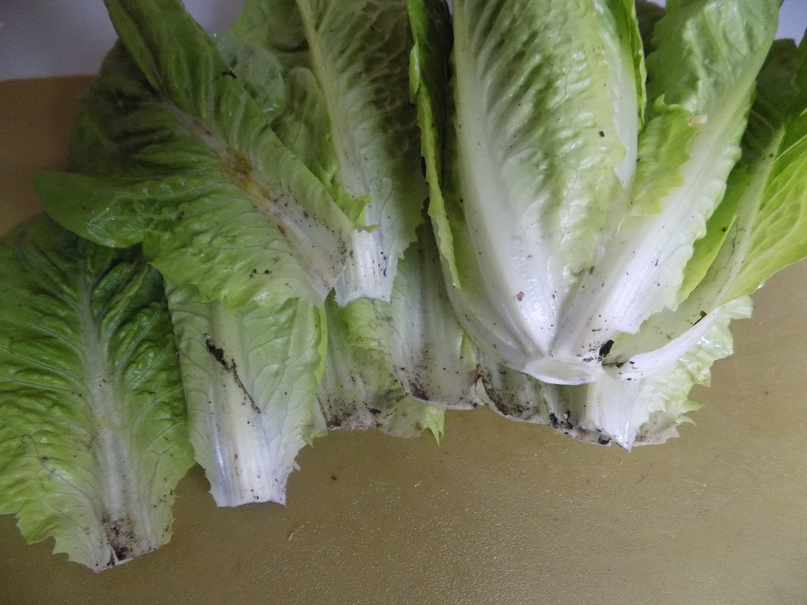 Dirty Lettuce makes for a culinary adventure (My big Greek salad) My