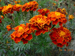 FLORES DA UCRÂNIA