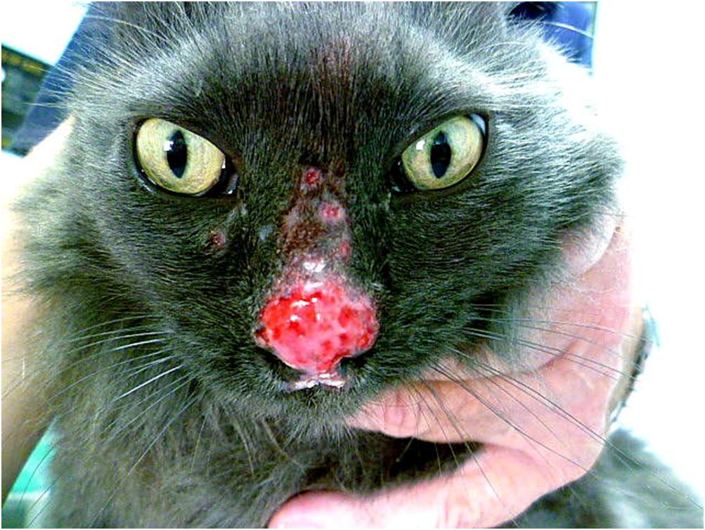 Severe Food Allergy In Cats Severe Food Allergy In Cats