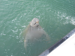 This silly manatee really enjoyed the fresh water hose! Is (s)he laughing??