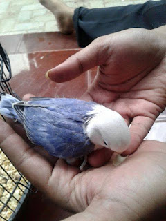 Harga Lovebird Violet Kepala Elang Harga Lovebird Violet Kepala Elang