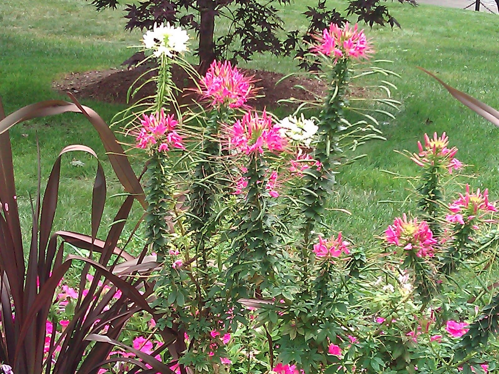 Victoria's Gardens Flowers in Boston Common