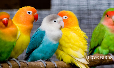 Lovebirds Deutsch Lovebirds Deutsch