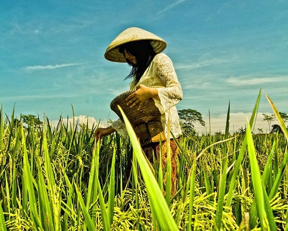 Generasi Muda Sekarang Enggan Menjadi Seorang Petani Generasi Muda Sekarang Enggan Menjadi Seorang Petani