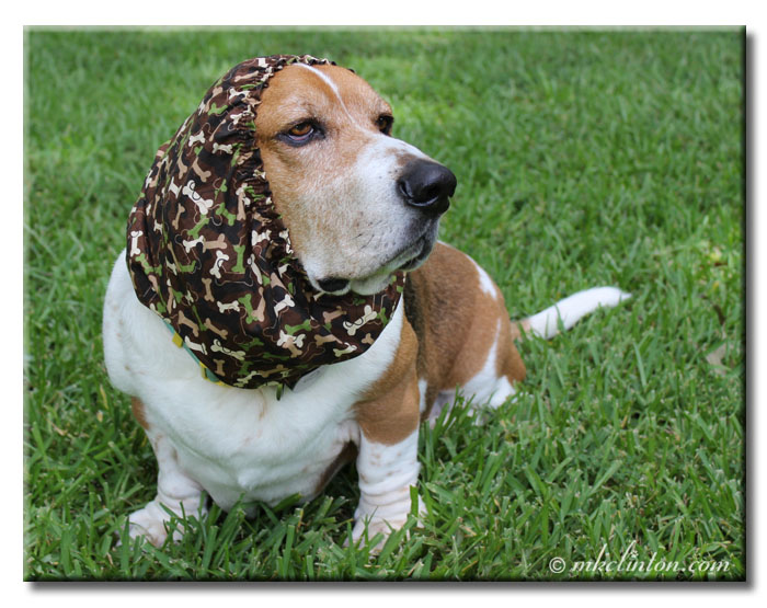basset hound snood