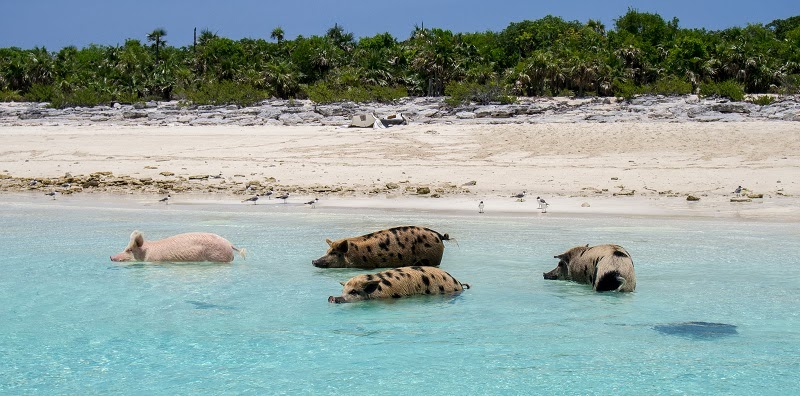 The Happy Pigs That Love to Swim in  Crystal Clear Waters of the Bahamas