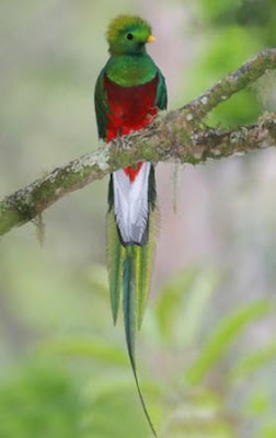 El Quetzal El Quetzal