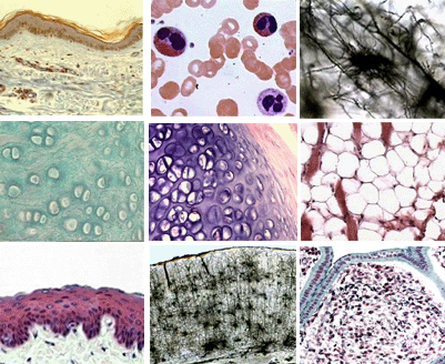 Houve Mudanças Recentes na Biologia em Relação à Citologia e à Histologia Animal e Vegetal? Houve Mudanças Recentes na Biologia em Relação à Citologia e à Histologia Animal e Vegetal?