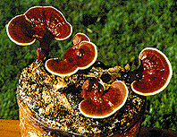 Lingzhi - Top 5 Benefits and How it Gives You Beauty and Health ...