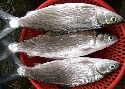 Prosepek Budidaya Ikan Bandeng di Tambak