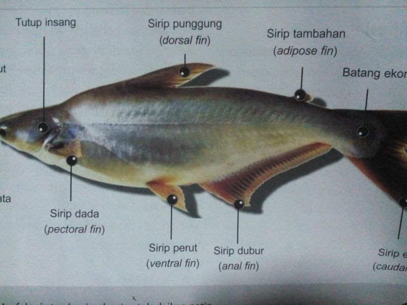 Mengenal Ikan Patin