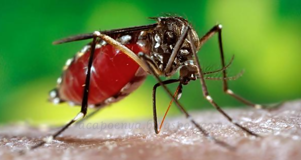 Waspada Virus Zika Waspada Virus Zika
