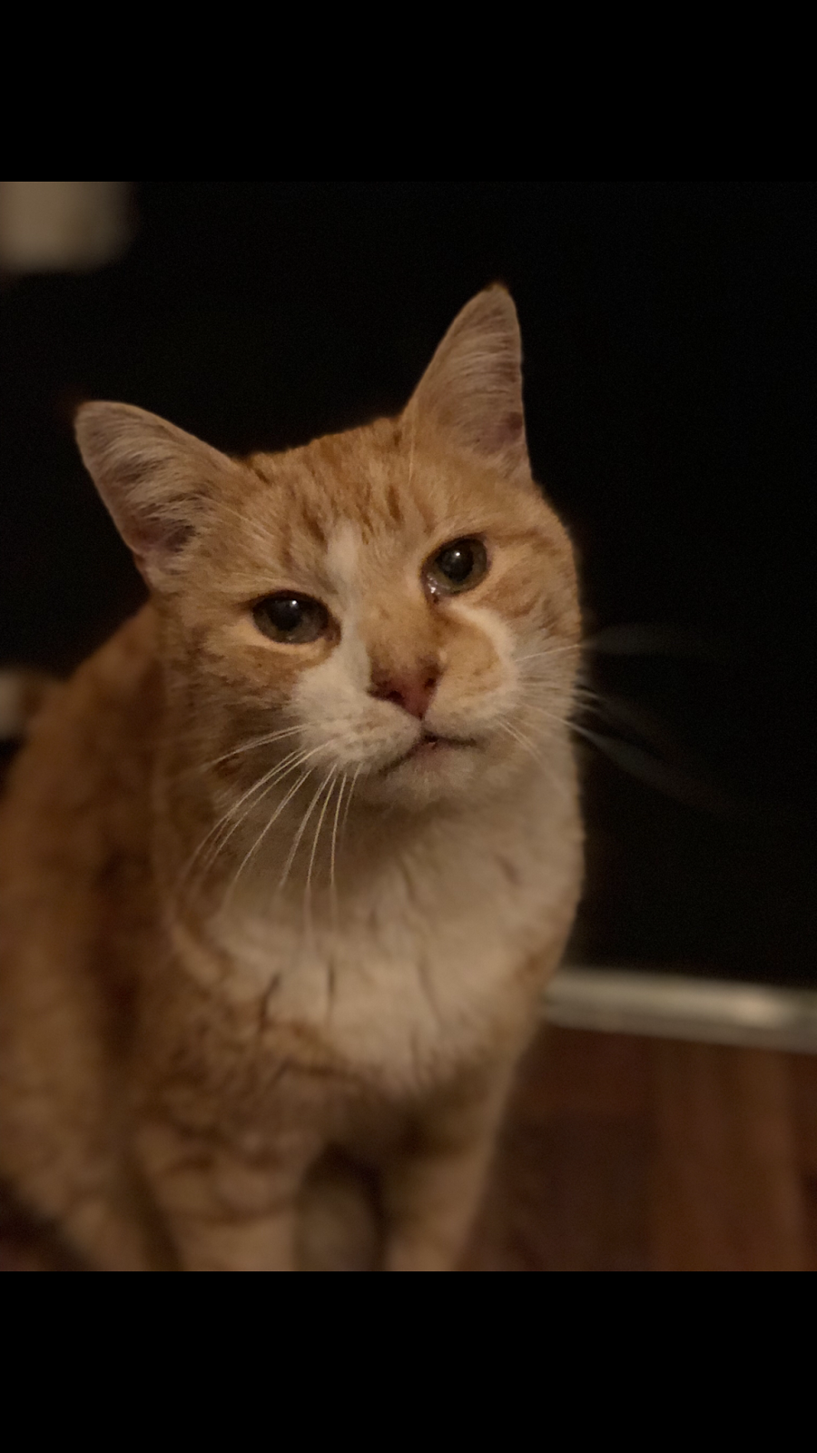 Lancaster & Morecambe Pet Search Lost Cats