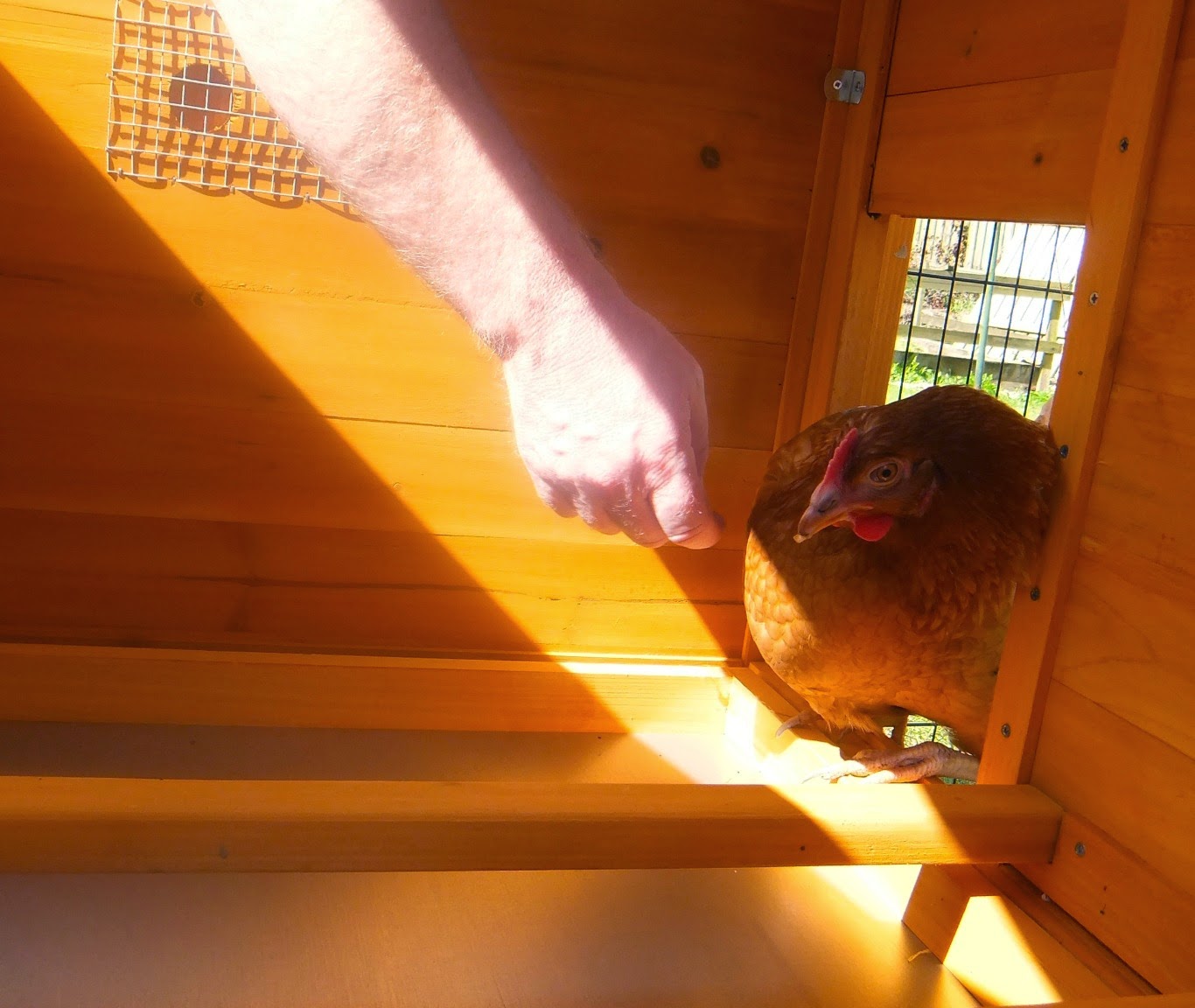 Fun as a Gran The chickens love their Windsor chicken coop