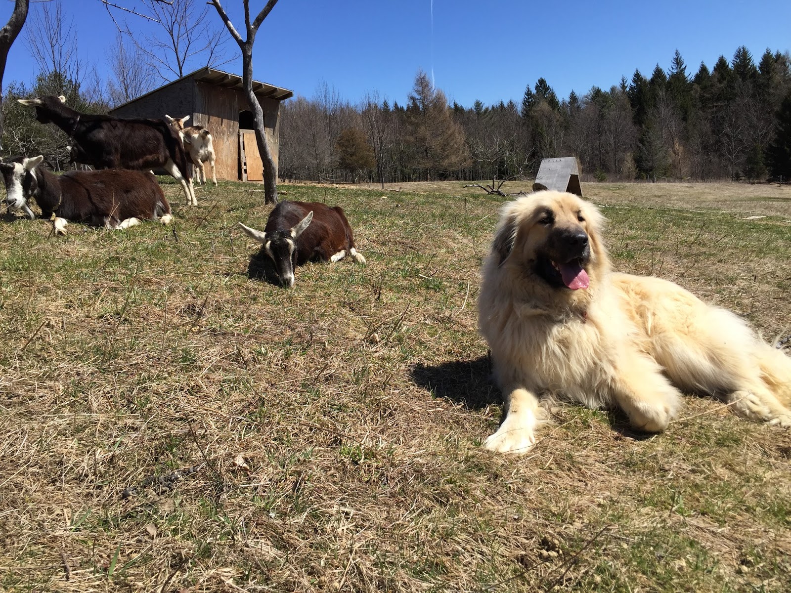 Cotton Hill Creamery