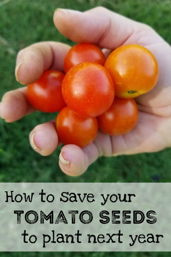 How to Save Tomato Seeds from Your Garden Oak Hill Homestead