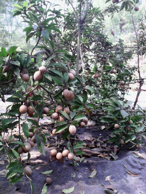 Www.produknasaonline.com Pupuk Kelengkeng Agar Cepat Berbuah