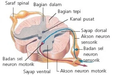 Sumsum Tulang Belakang atau medulla spinalis - berbagaireviews.com
