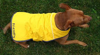 ropa para mascotas